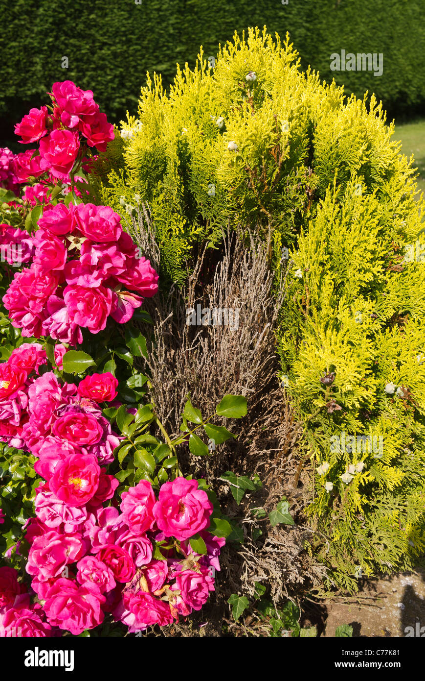 Partial Die-back on dwarf specimen conifer partly concealed by flowering rose Flower Carpet Stock Photo