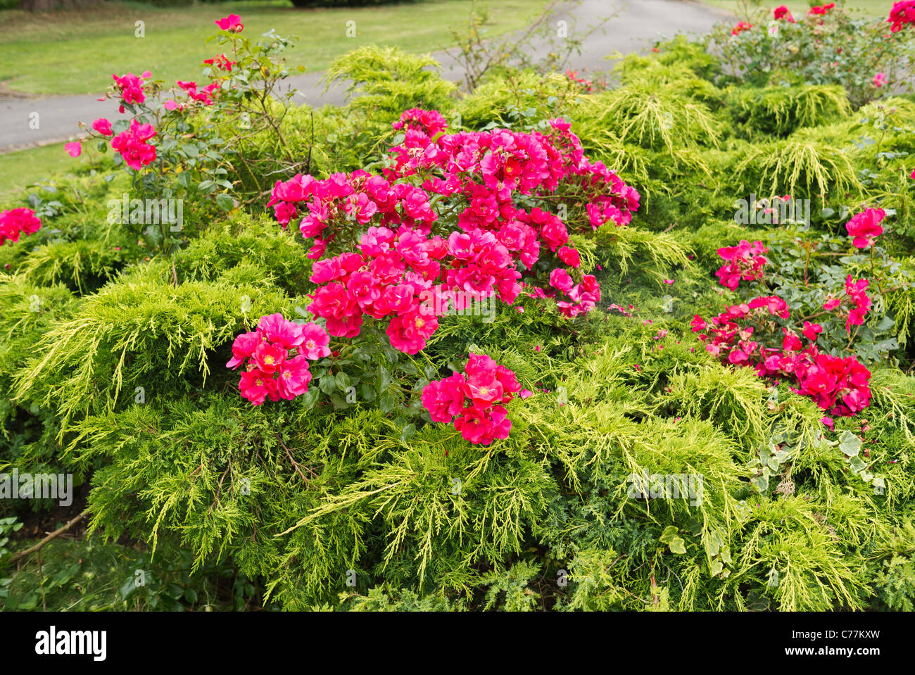 Mixed planting with evergreen prostrate conifers inter-planted with pink cluster-flowered roses Stock Photo