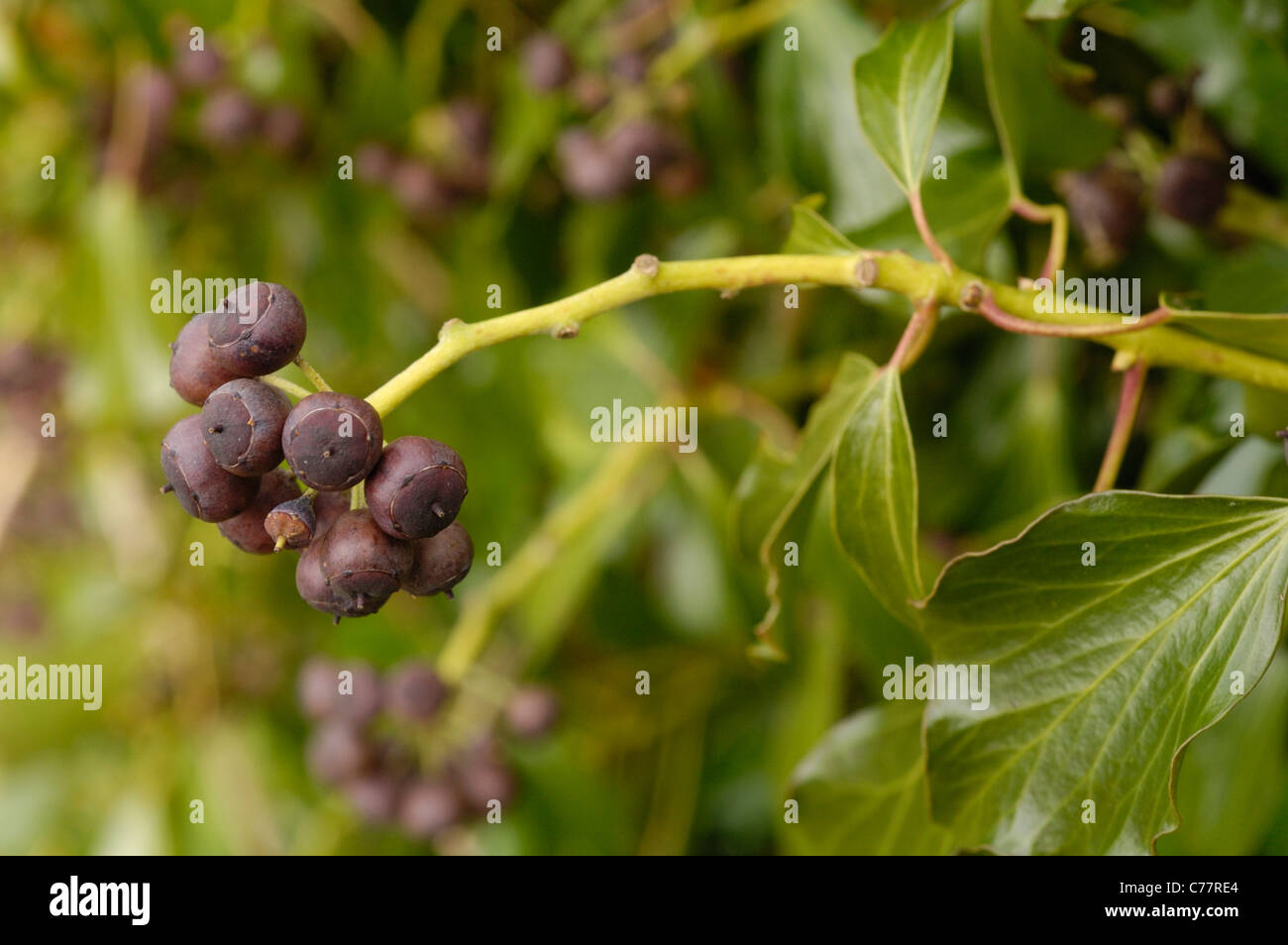 Atlantic Ivy, hedera hibernica - fruit Stock Photo