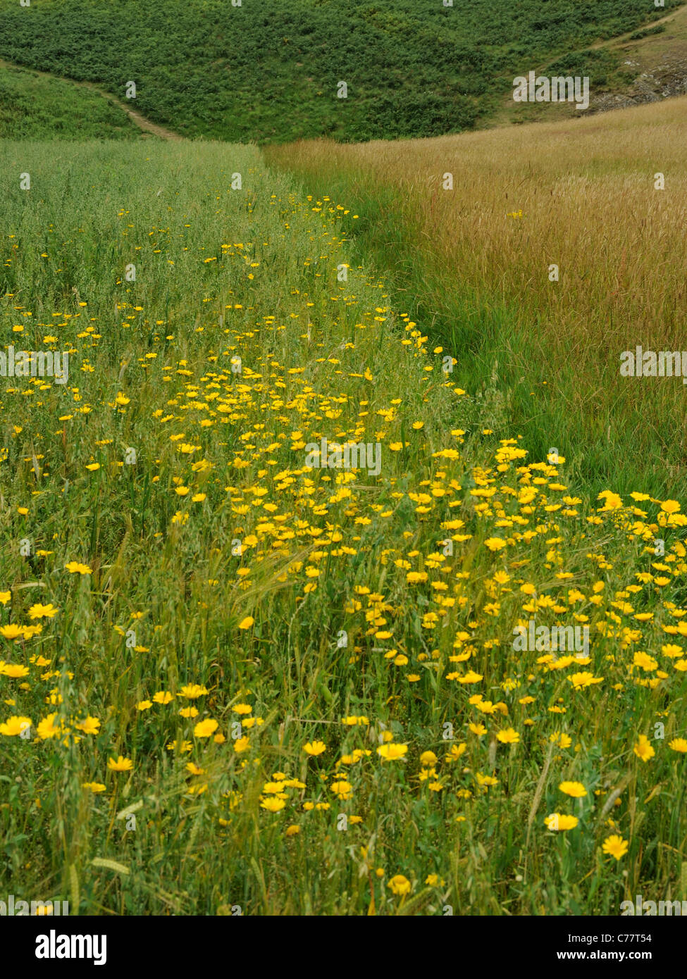 Corn Marigold, glebionis segetum growing in a cultivated field Stock Photo