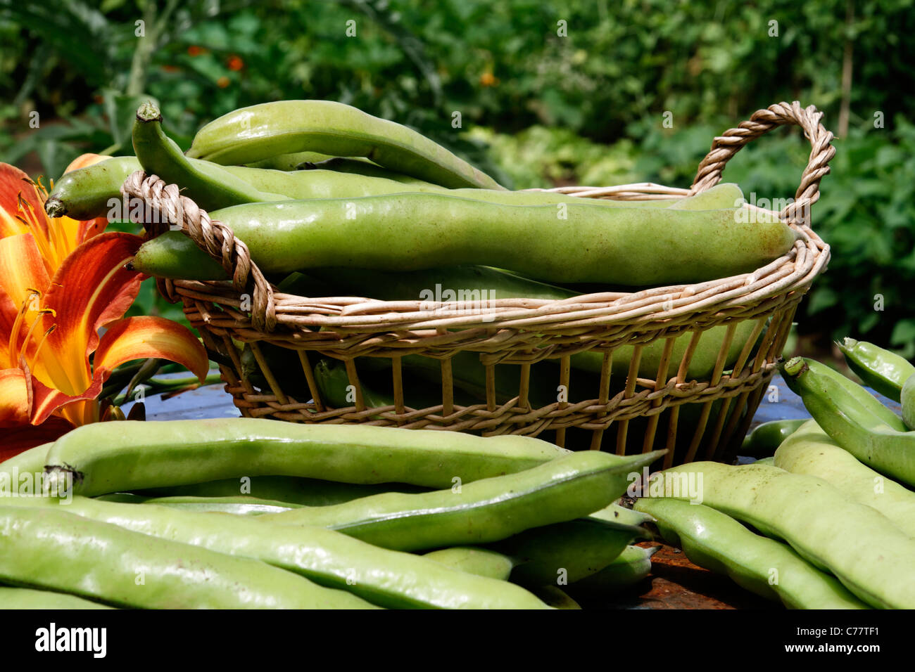 Harvested fava beans (Vicia faba). Stock Photo
