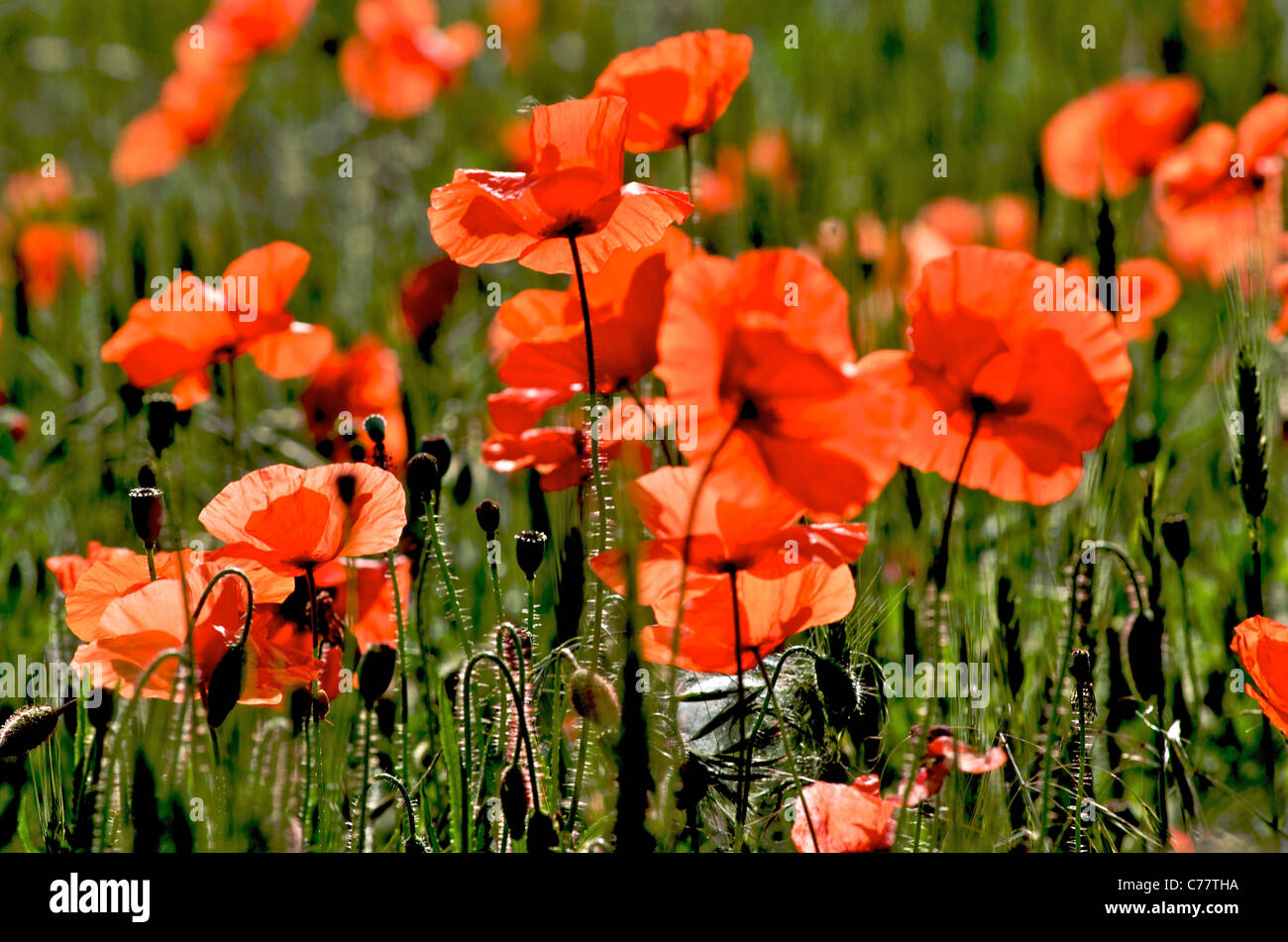 Poppies hires stock photography and images Alamy