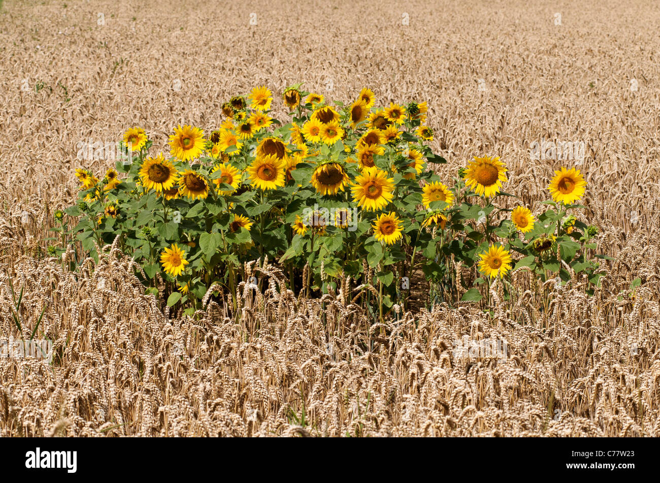 Intruder sunflowers in a field of wheat Stock Photo