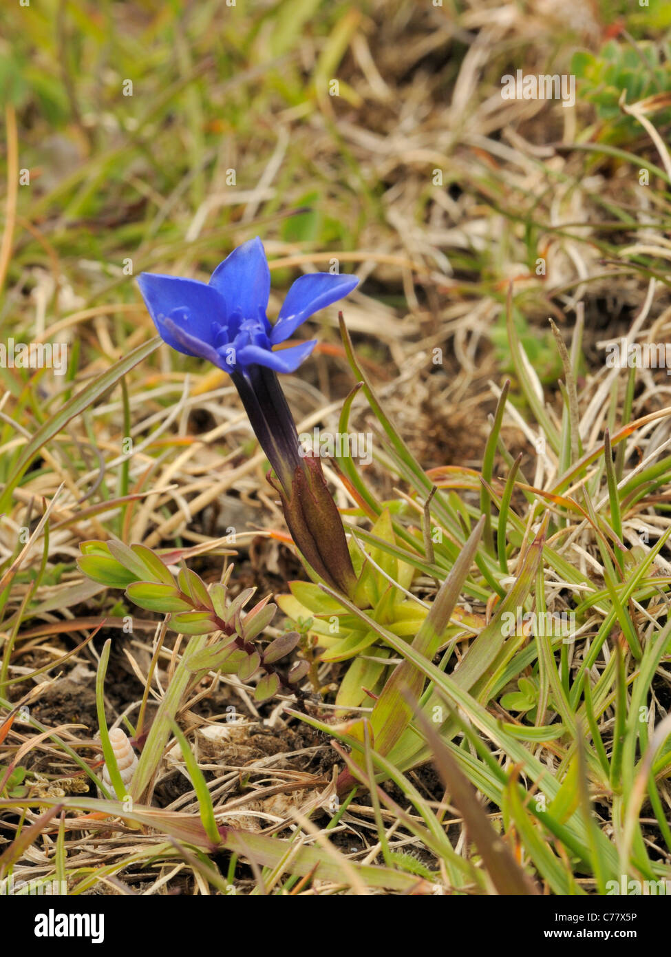 Spring Gentian calyx, Gentiana verna Stock Photo