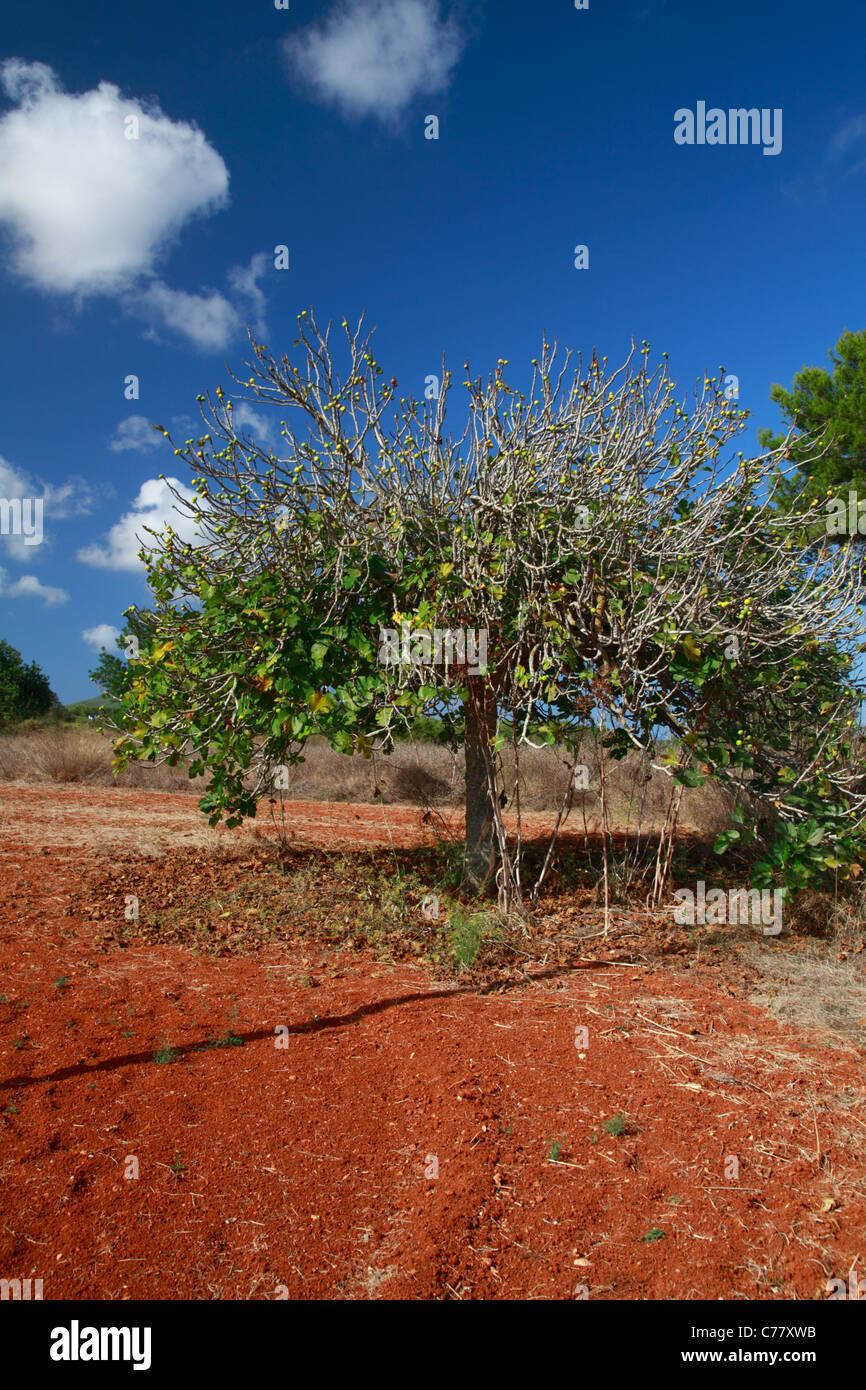 Fig tree, general view Stock Photo Alamy