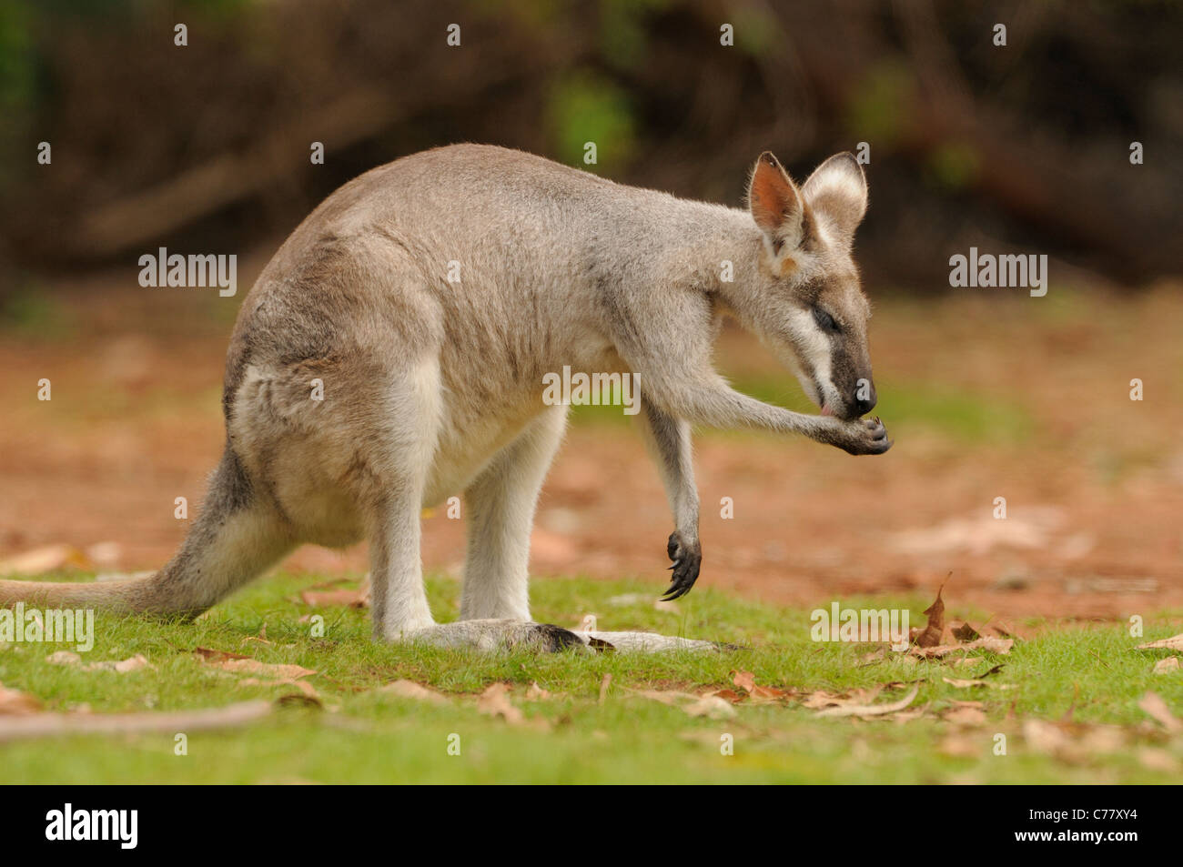 Whiptail Wallaby OR Prettyfaced Wallaby Macropus parryi Cleaning paws