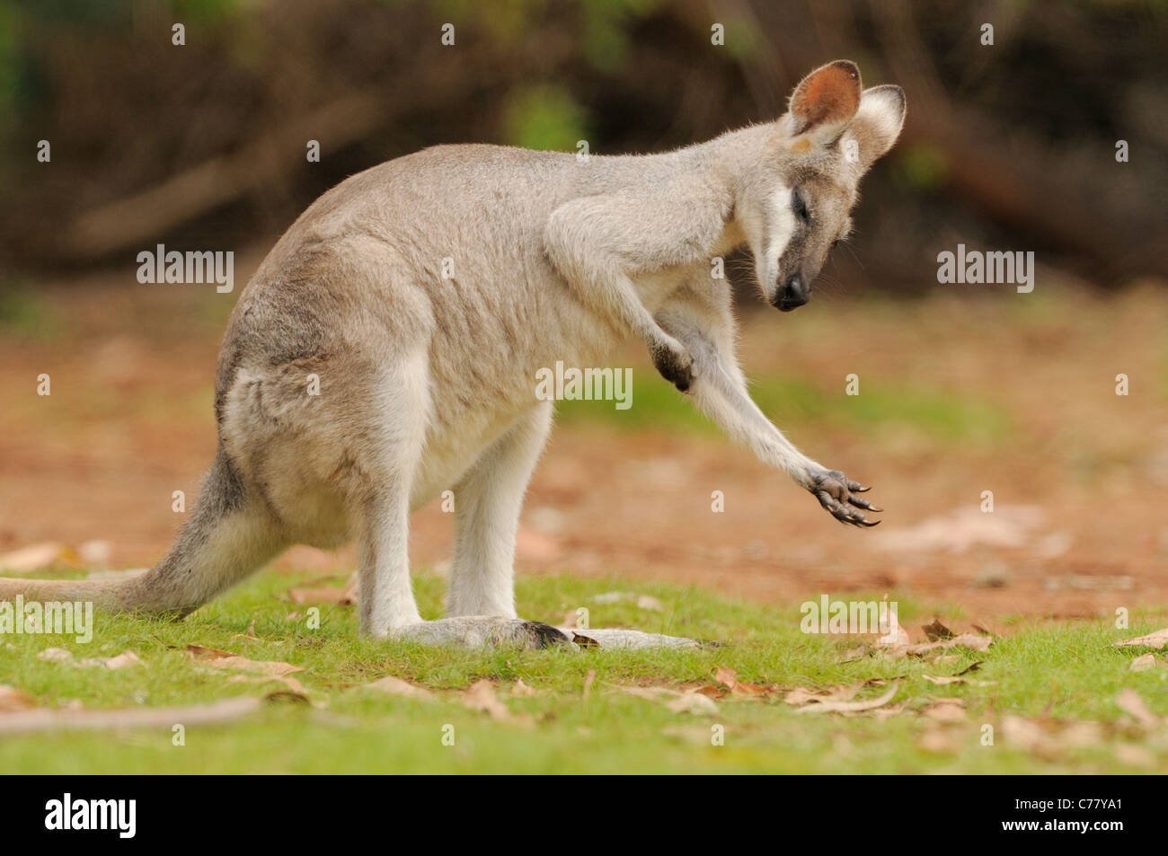 Whiptail Wallaby OR Prettyfaced Wallaby Macropus parryi Scratching