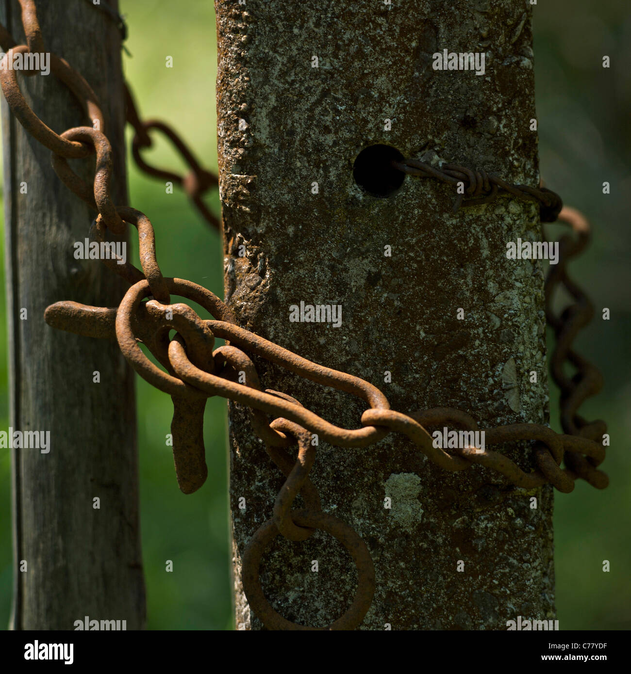 Close up of a rusty chain around a wooden post. Stock Photo