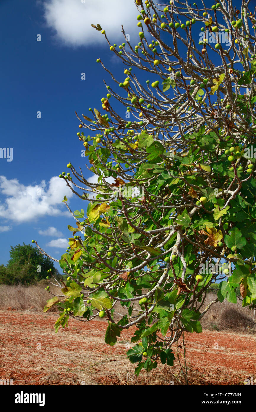 Fig tree, detail view Stock Photo Alamy