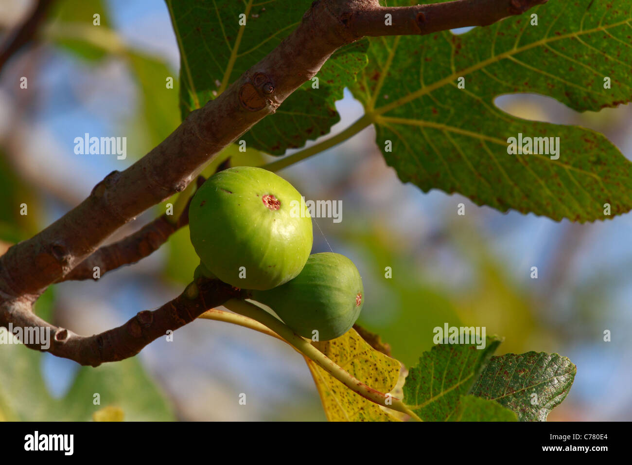 Fig tree, detail view Stock Photo Alamy