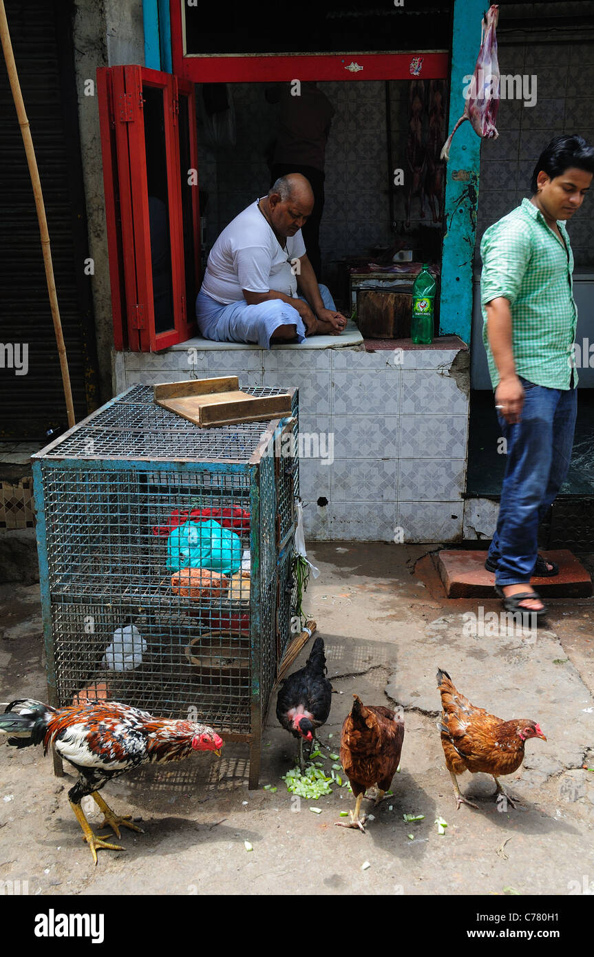 Asia indian india delhi new delhi capital city paharganj chicken hires