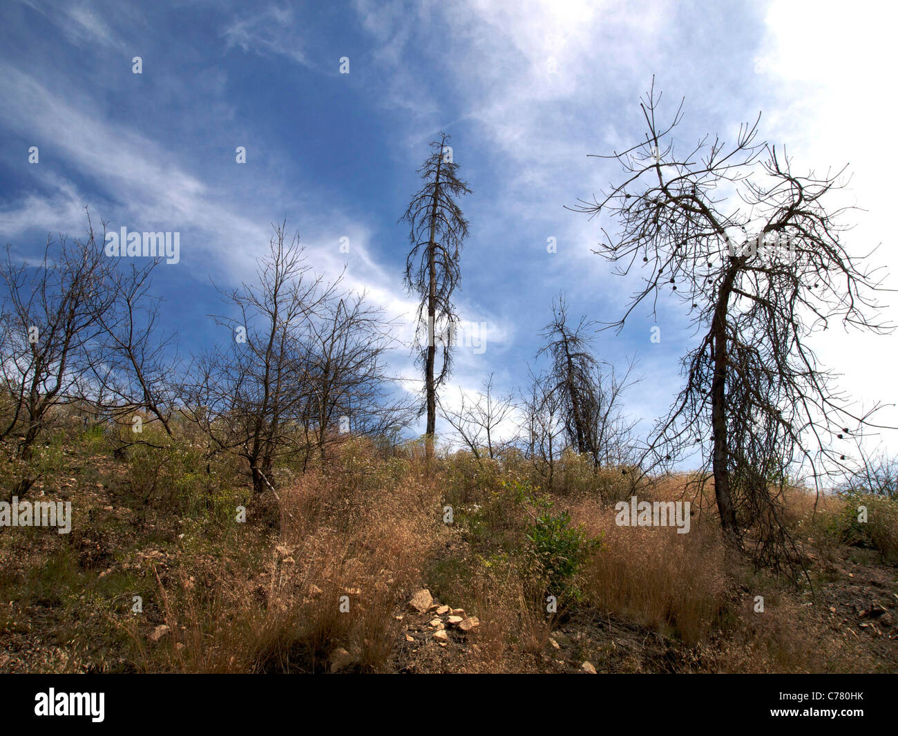 Trees fire damage Stock Photo Alamy