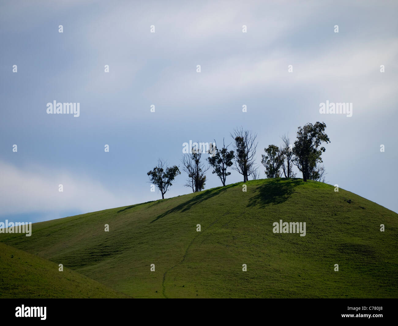 Hills with grass and trees in Atascadero, California, United States