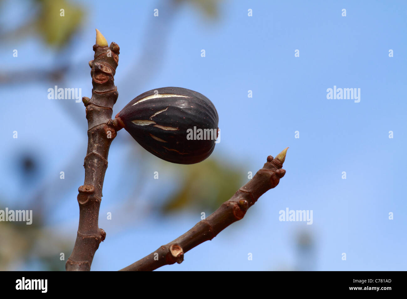 Fig tree, detail view Stock Photo Alamy