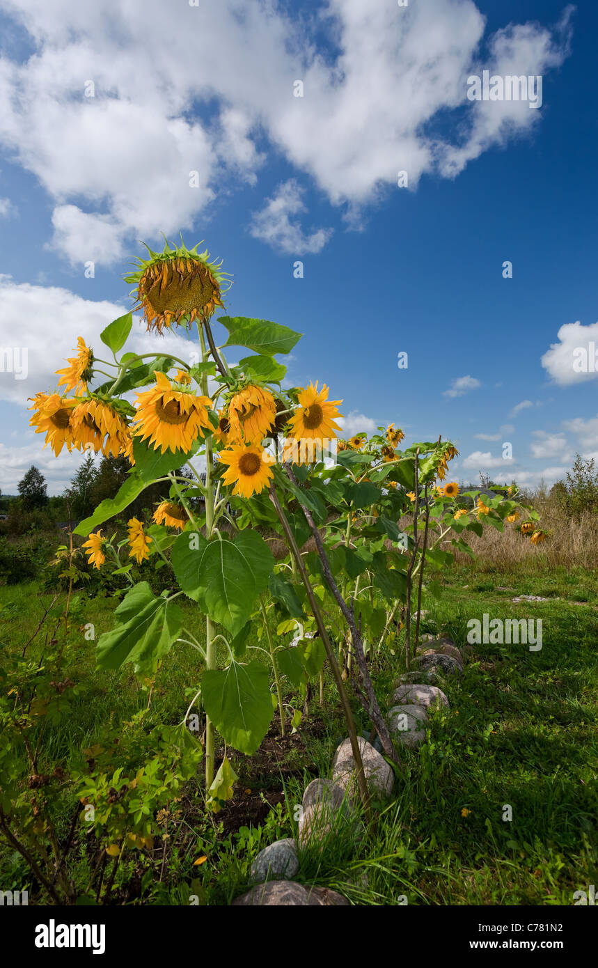 Beautiful sunflowers in the field against blue sky Stock Photo - Alamy