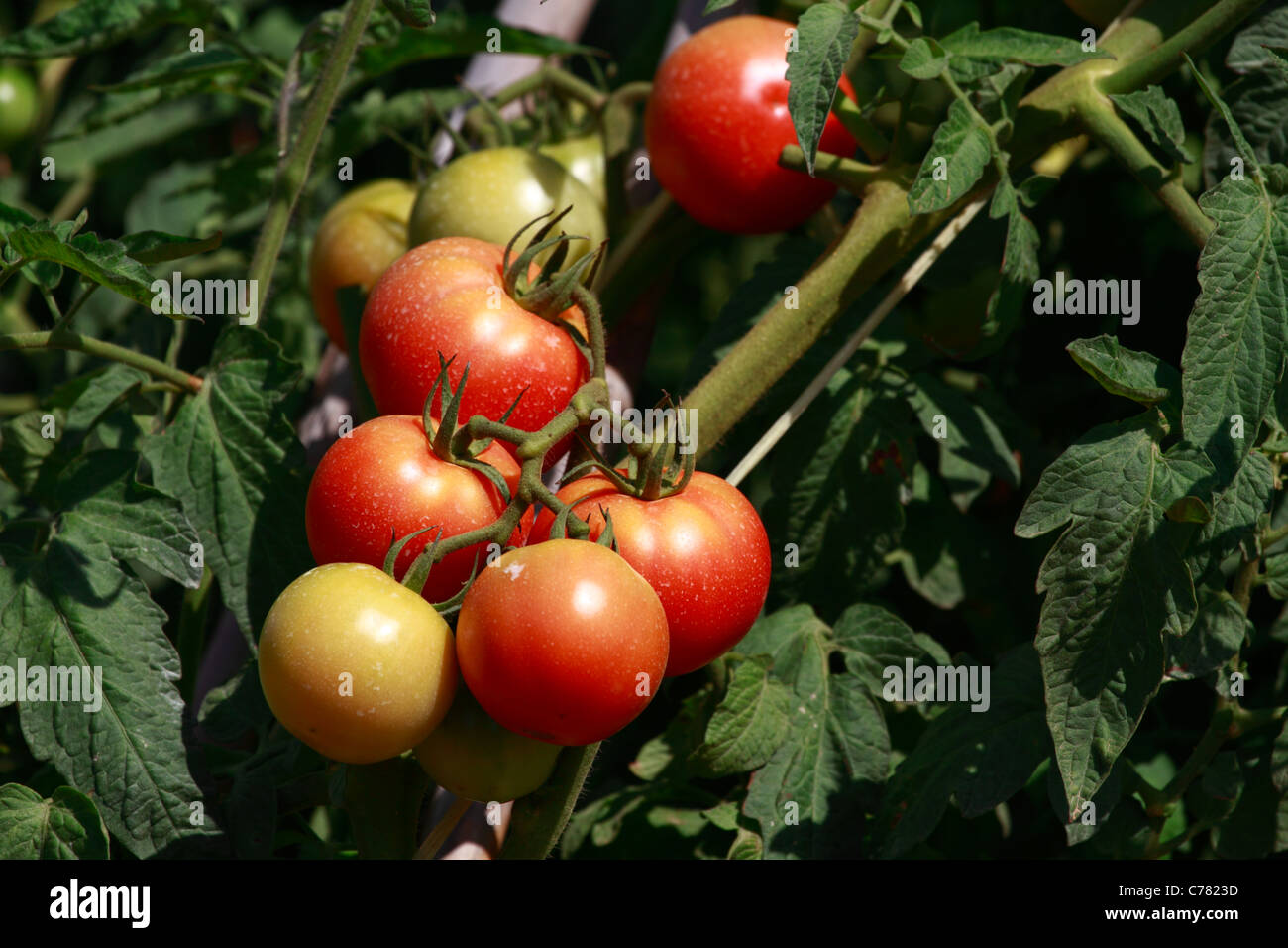 Tomato plantation, detail view Stock Photo