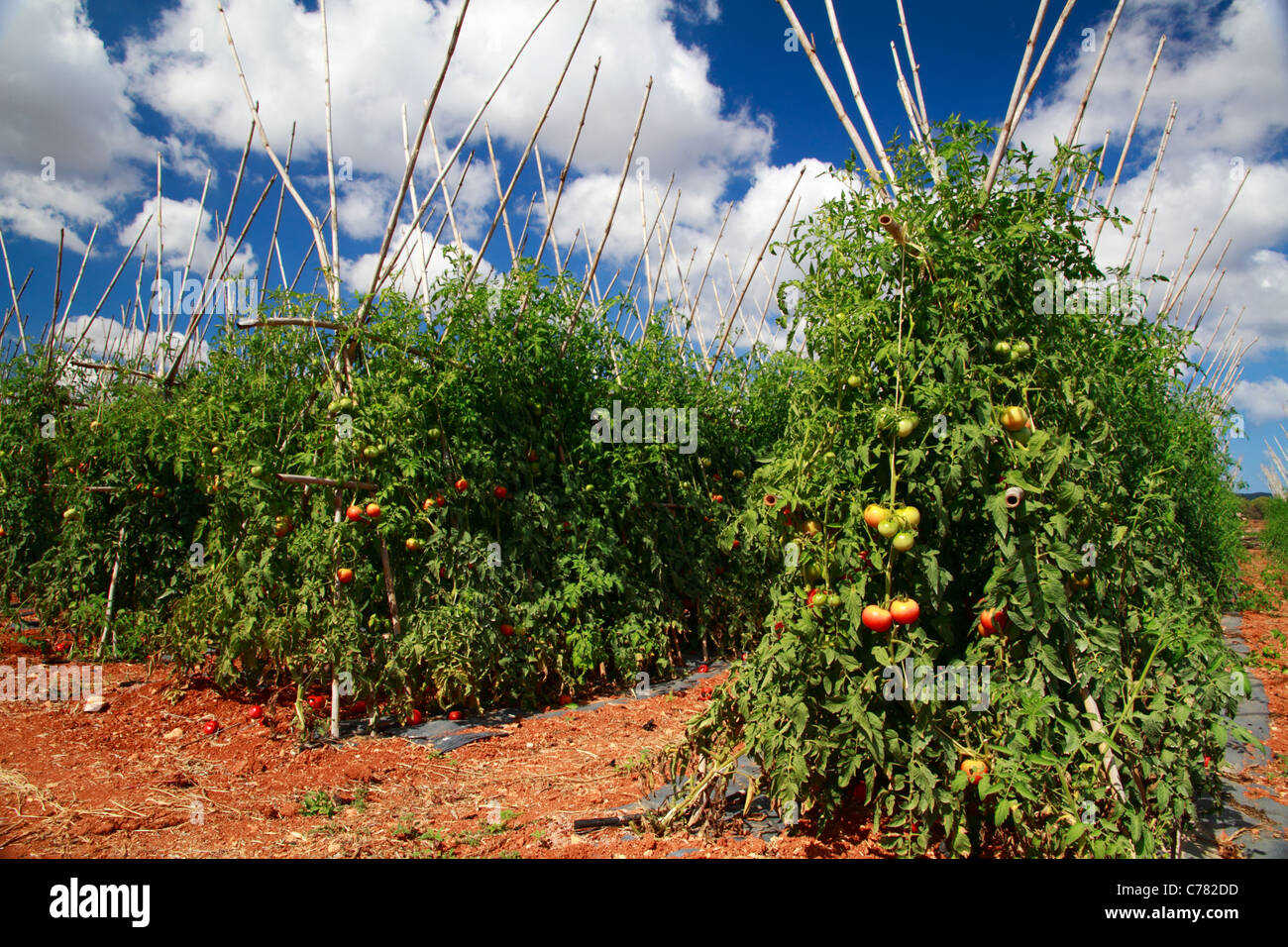 Tomato plantation, general view Stock Photo