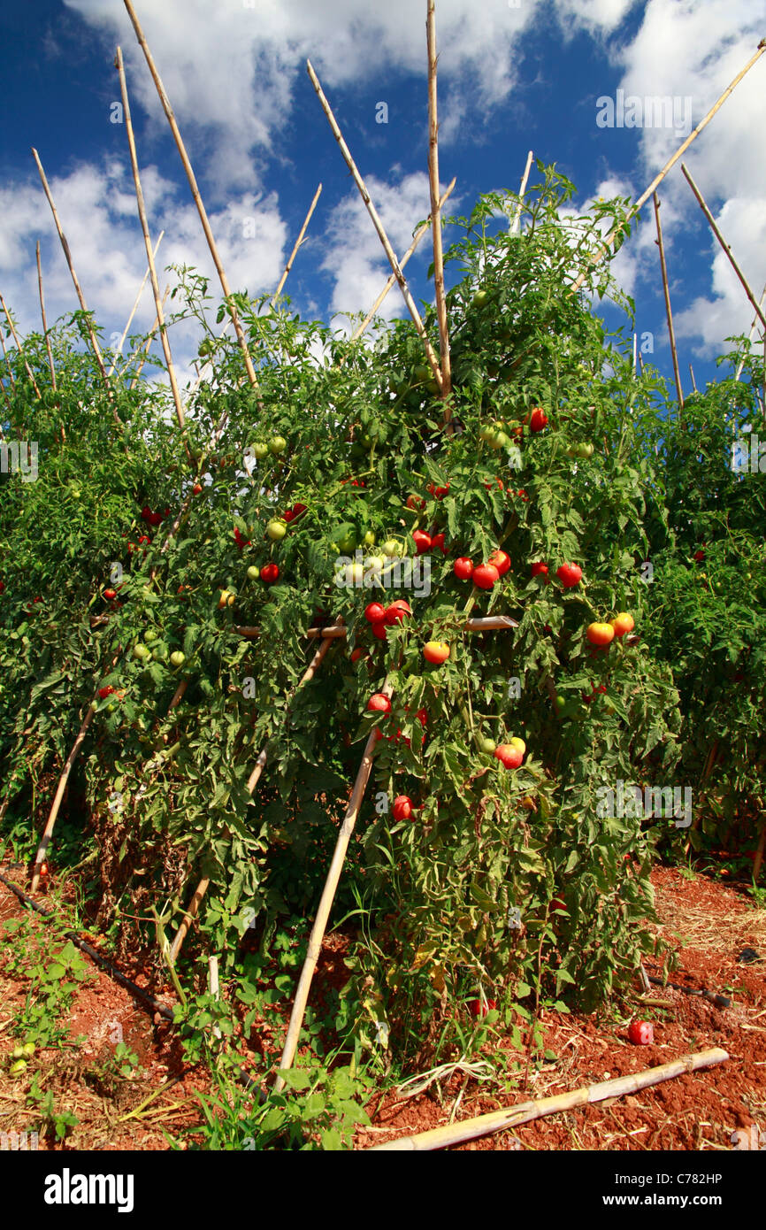 Tomato plantation, general view Stock Photo