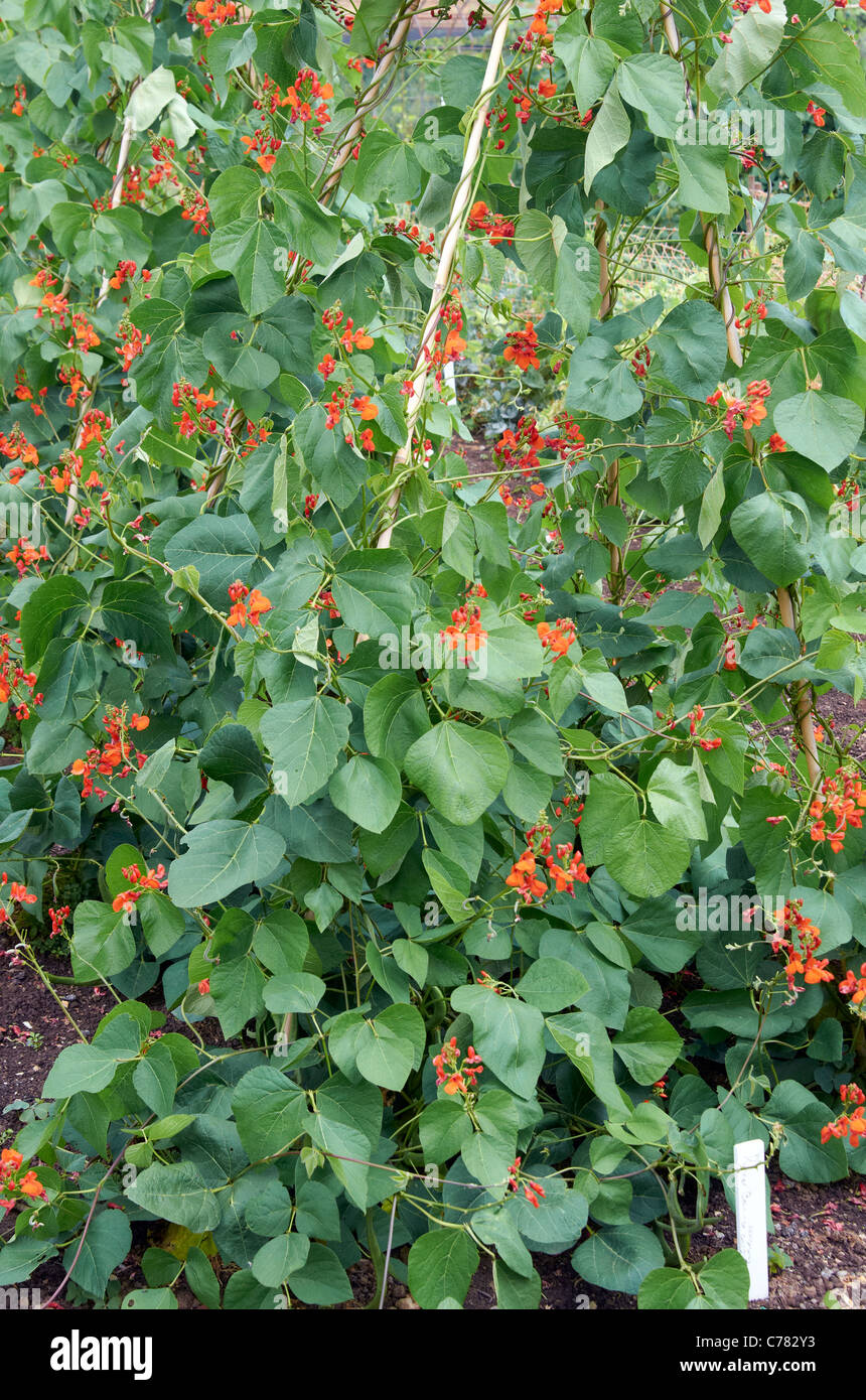 Scarlet runner beans in flower growing on a bamboo cane wigwam in an English garden. Stock Photo