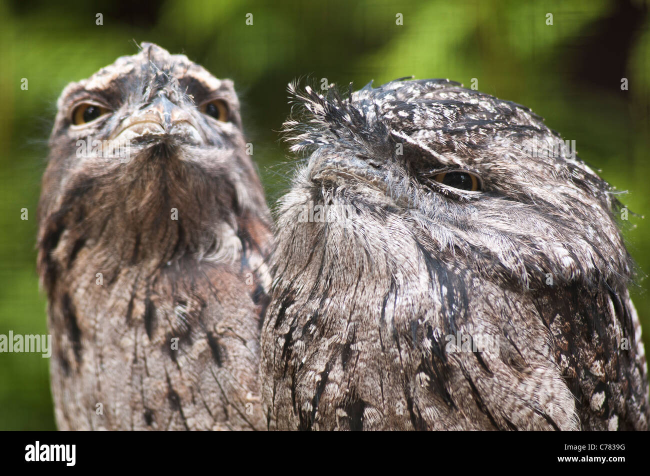 Two Tawny Frogmouths Stock Photo