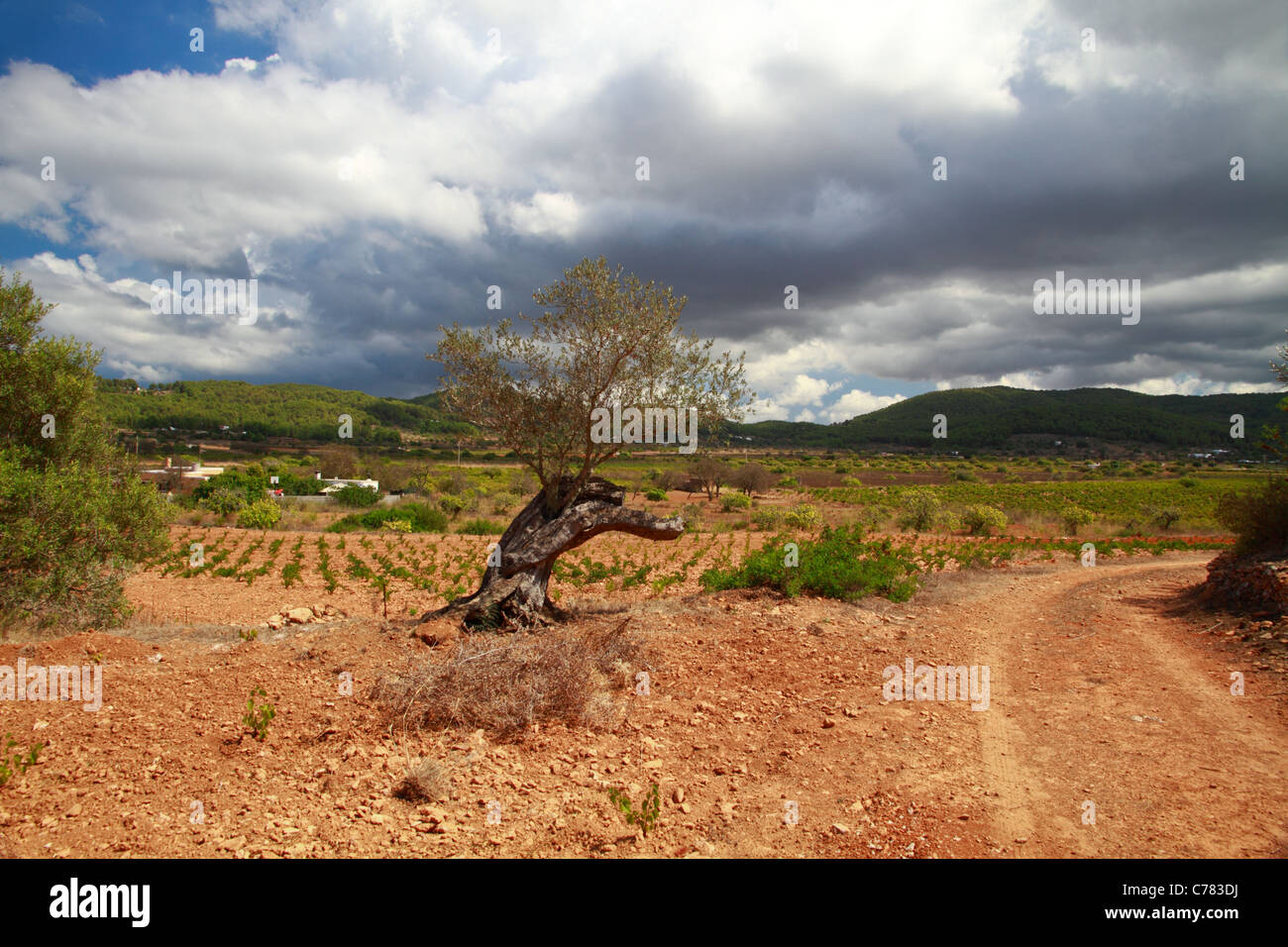 Olive tree at the valley of San Mateo (Sant Mateu), Spain Stock Photo Alamy