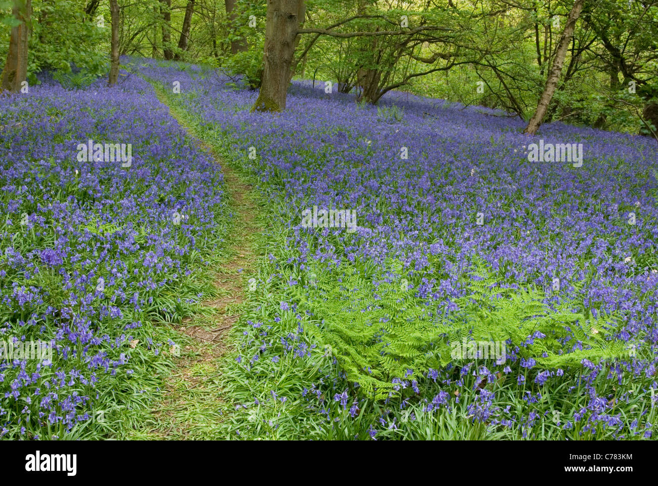 Footpath through bluebells in Middleton Woods, near Ilkley, Yorkshire, UK Stock Photo