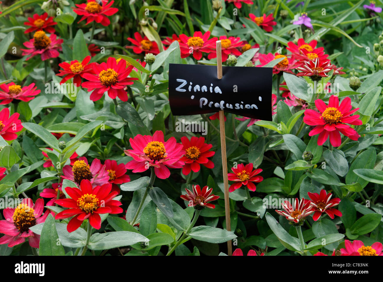 Zinnia (Variety : Profusion), label with the name of the flower Stock Photo