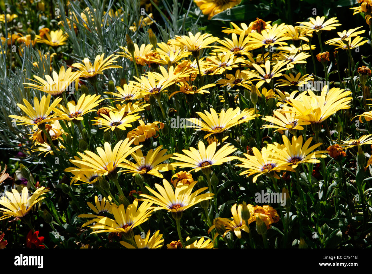 Lemon Symphony, dimorphoteca (Osteopermum sp), annual plant. Stock Photo