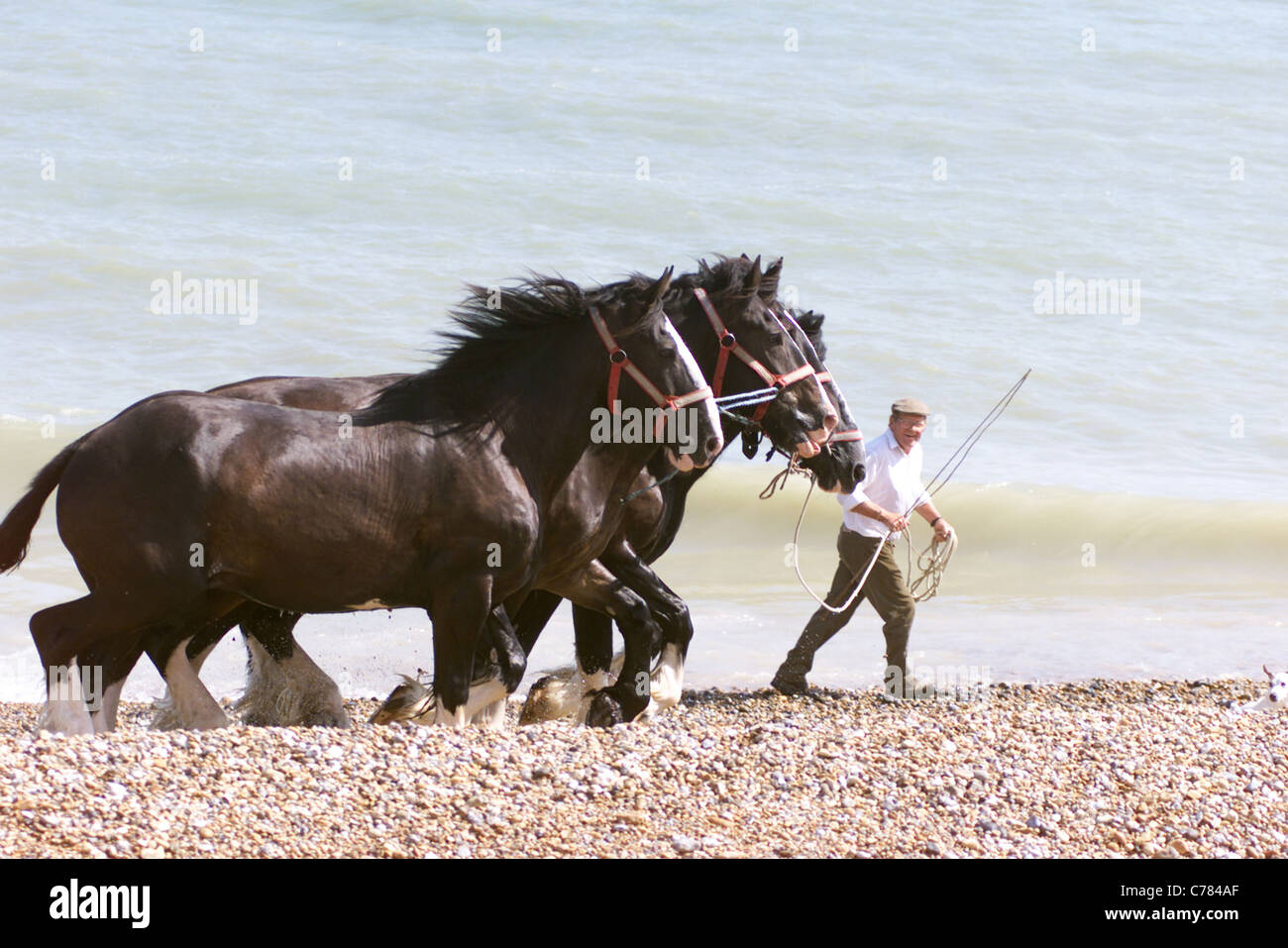 SHIRE HORSES IN THE SEA AT PEVENSEY BAY - DAVID McINERNEY FROM HELLINGLY IN SUSSEX TAKES THE HORSES FOR A DIP EVERY TWO WEEKS Stock Photo