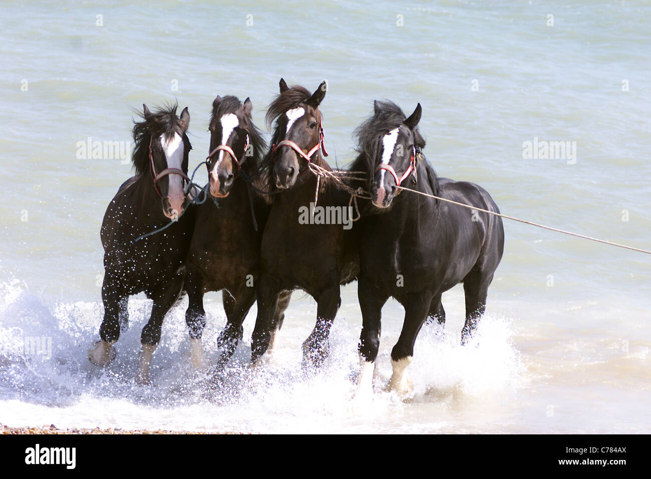 SHIRE HORSES IN THE SEA AT PEVENSEY BAY - DAVID McINERNEY FROM HELLINGLY IN SUSSEX TAKES THE HORSES FOR A DIP EVERY TWO WEEKS Stock Photo
