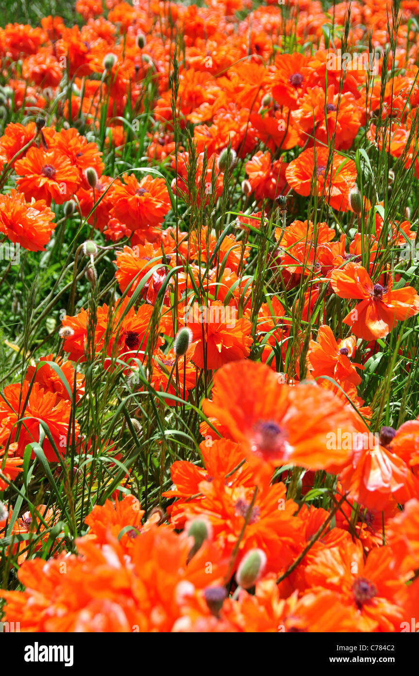 Field full common poppies hi-res stock photography and images - Alamy