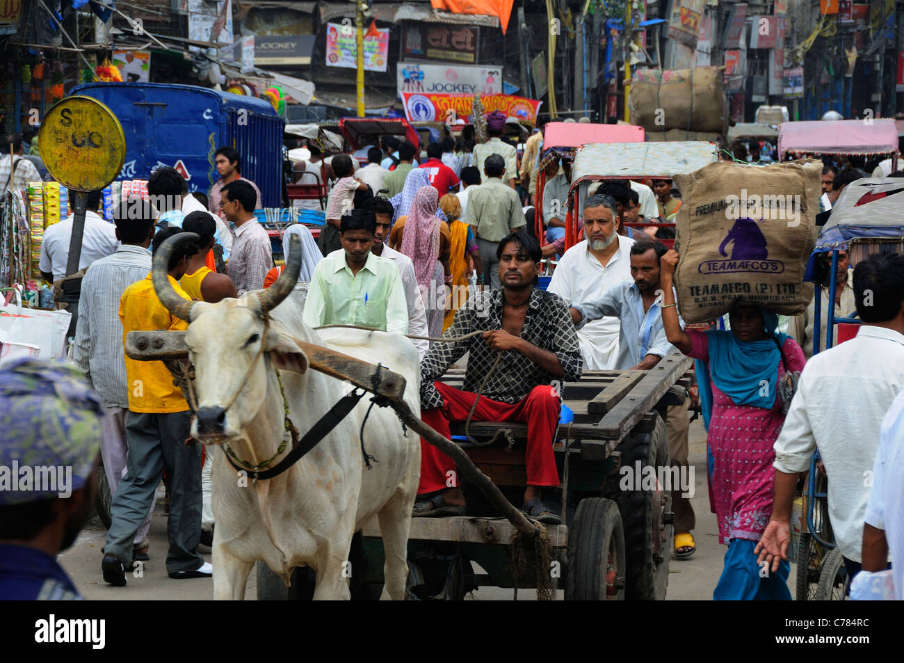 There are many cows pulling wheel working with human on the street at Sadha market at Chandni Chowk in Old Delhi. Stock Photo