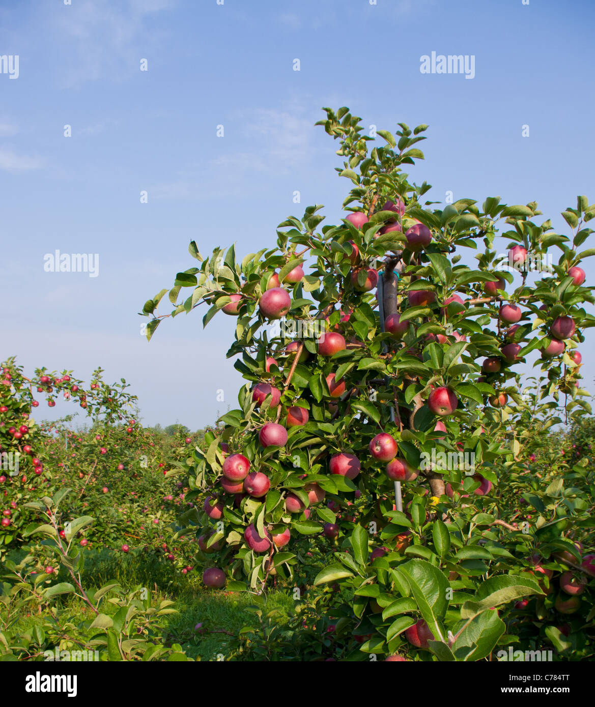Apples on the trees in an apple orchard Stock Photo