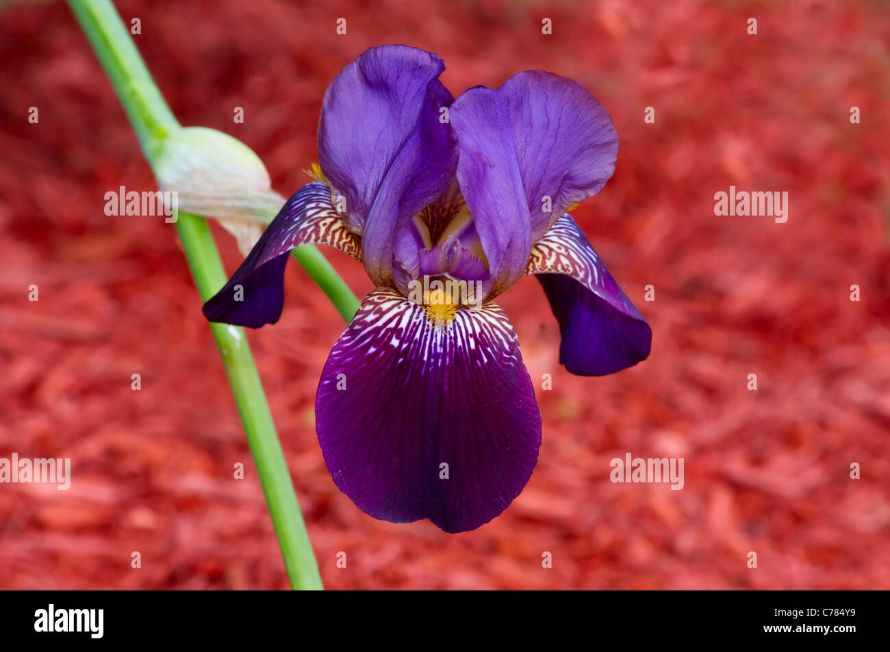 Iris - Purple
