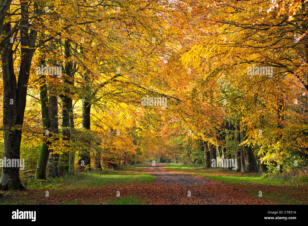 A view along an avenue of beech trees in autumn in Grovely woods near Wilton Wiltshire UK Stock Photo
