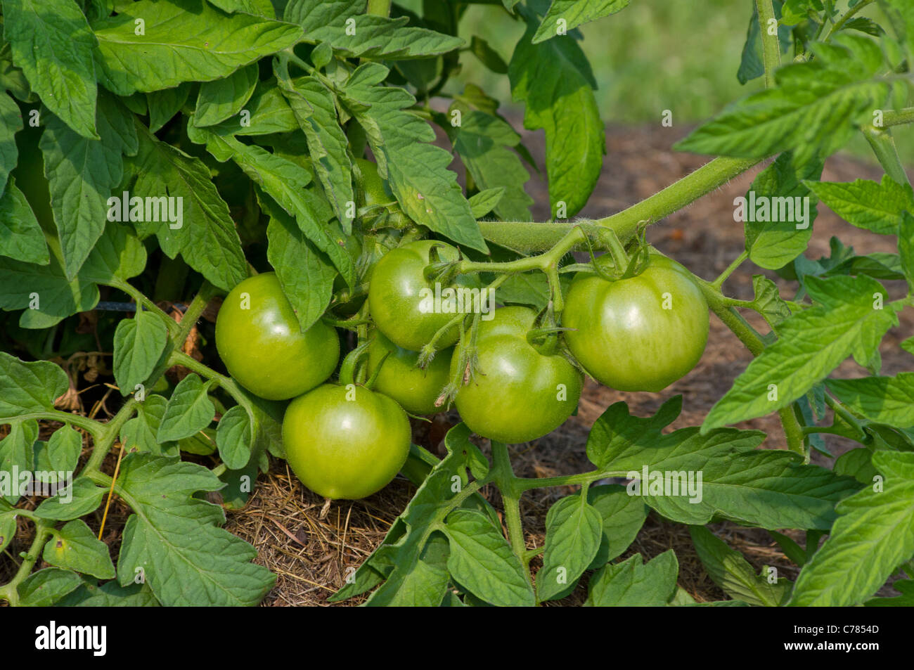 Green tomatoes still on the vine Stock Photo - Alamy