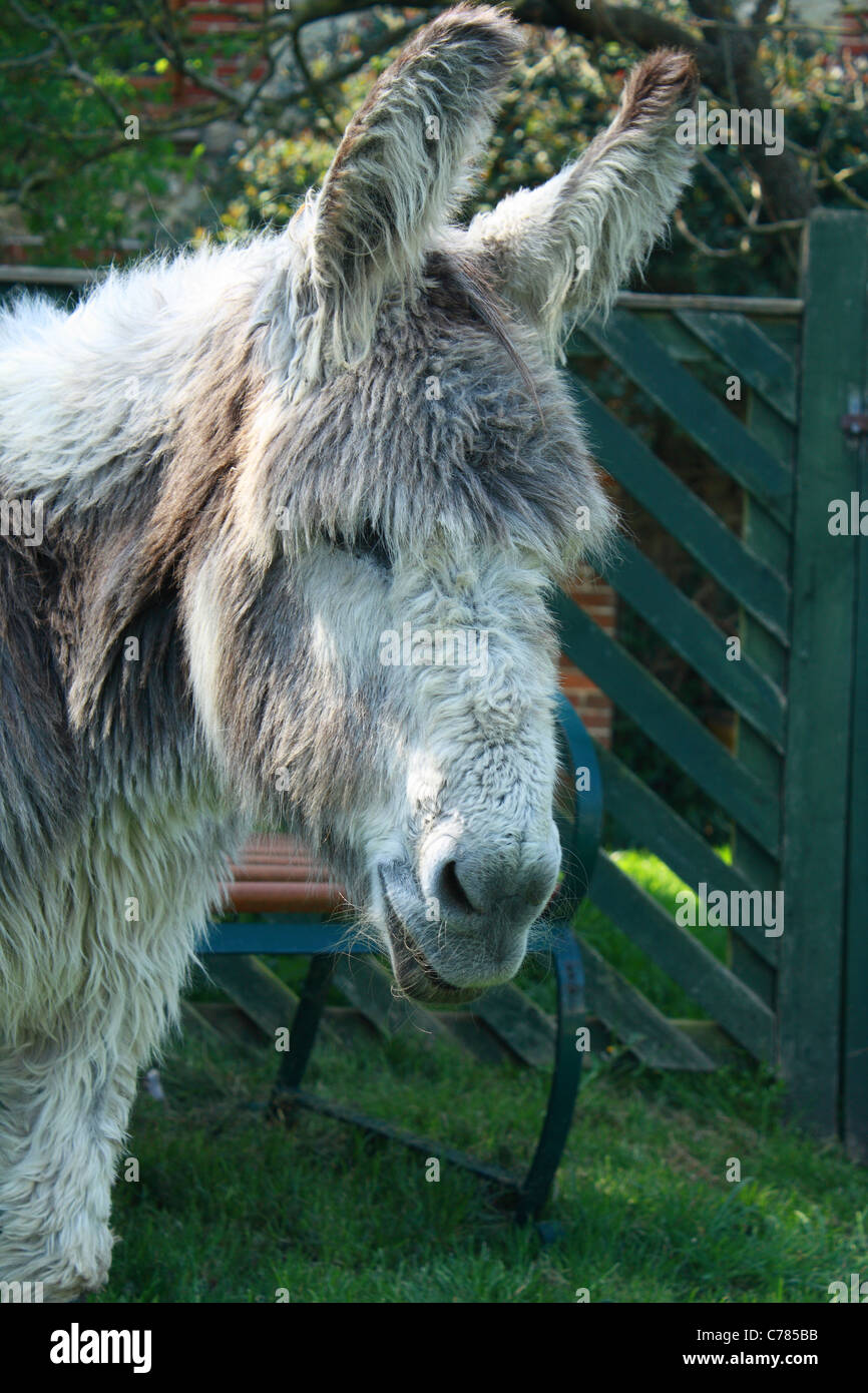 The donkey sanctuary hi-res stock photography and images - Alamy
