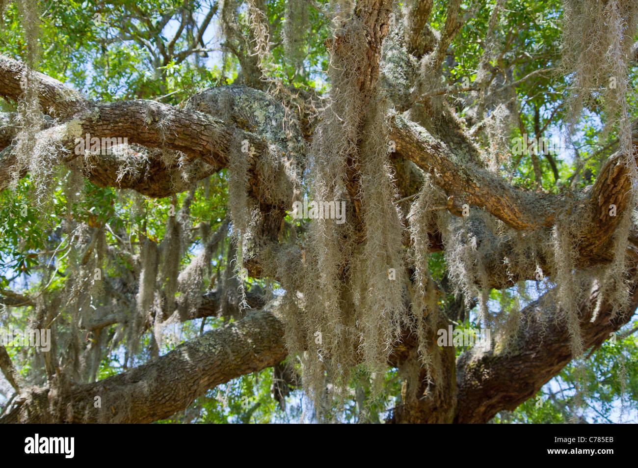 Spanish Moss hanging from an old oak tree Stock Photo