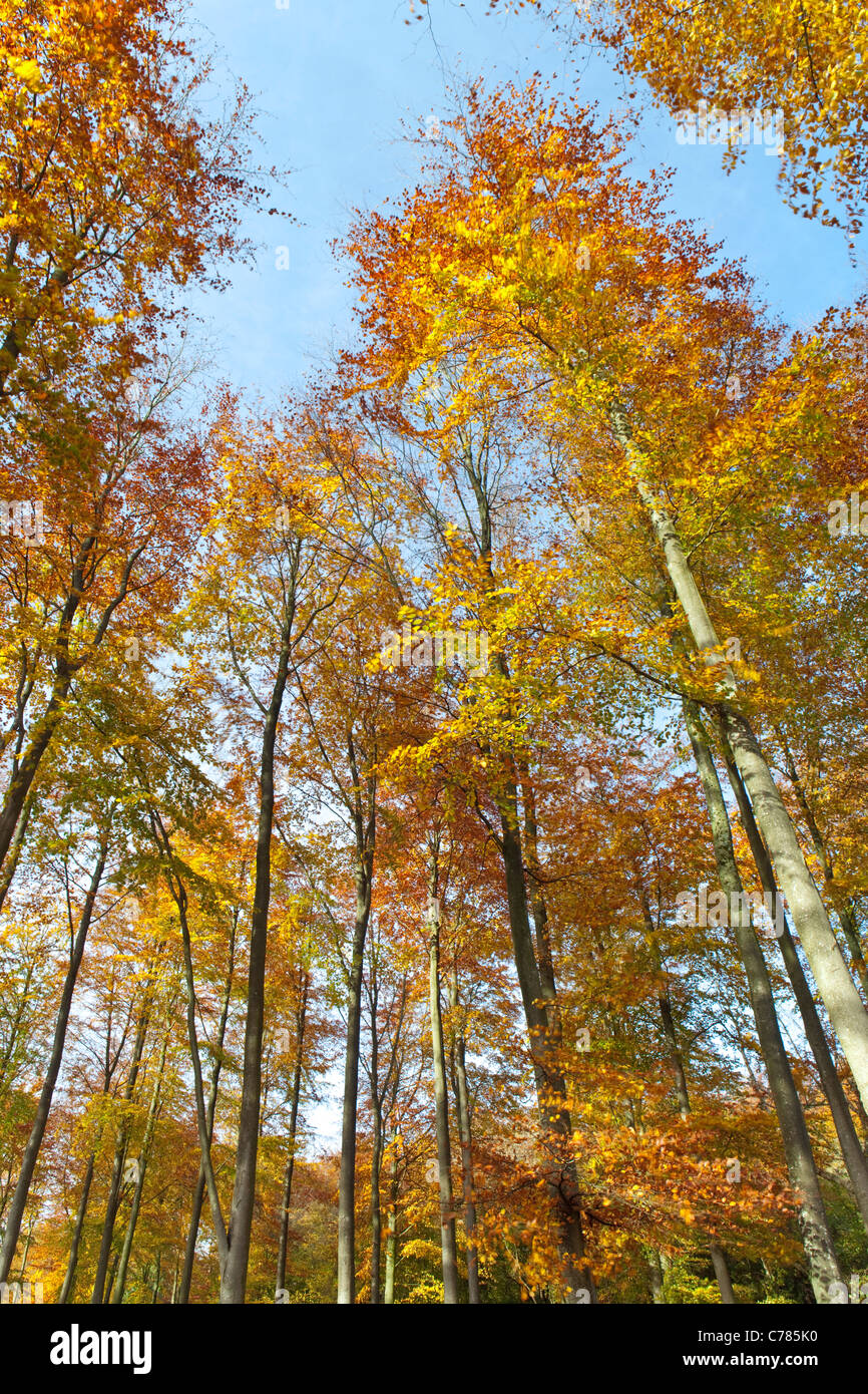 English woodland canopy hi-res stock photography and images - Alamy