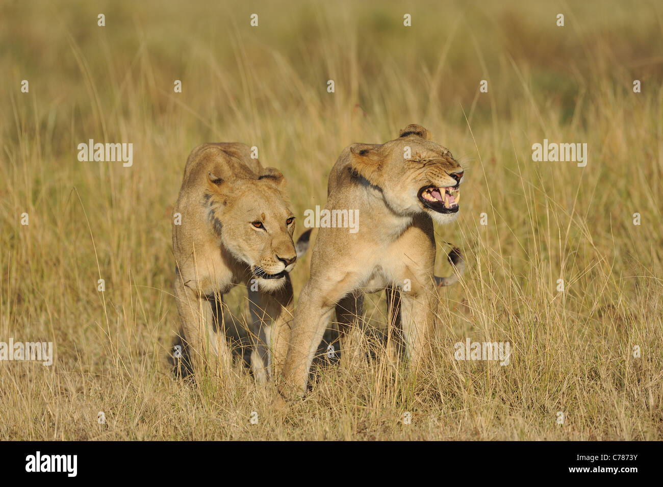 East African lion - Massai lion (Panthera leo nubica) two lionesses in ...