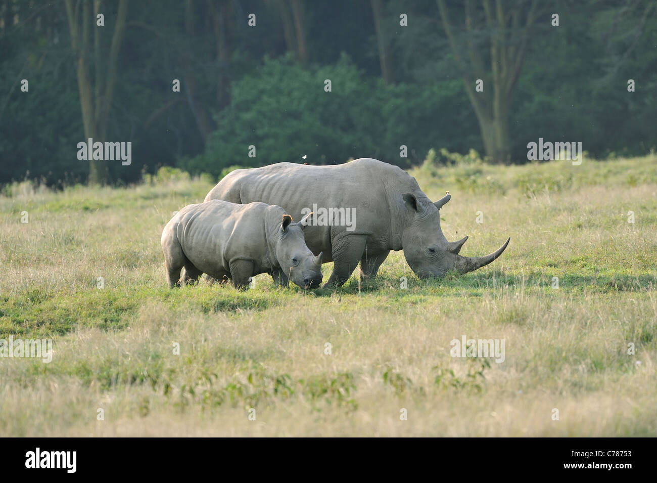 Southern White rhinoceros - Square-lipped rhinoceros (Ceratotherium ...