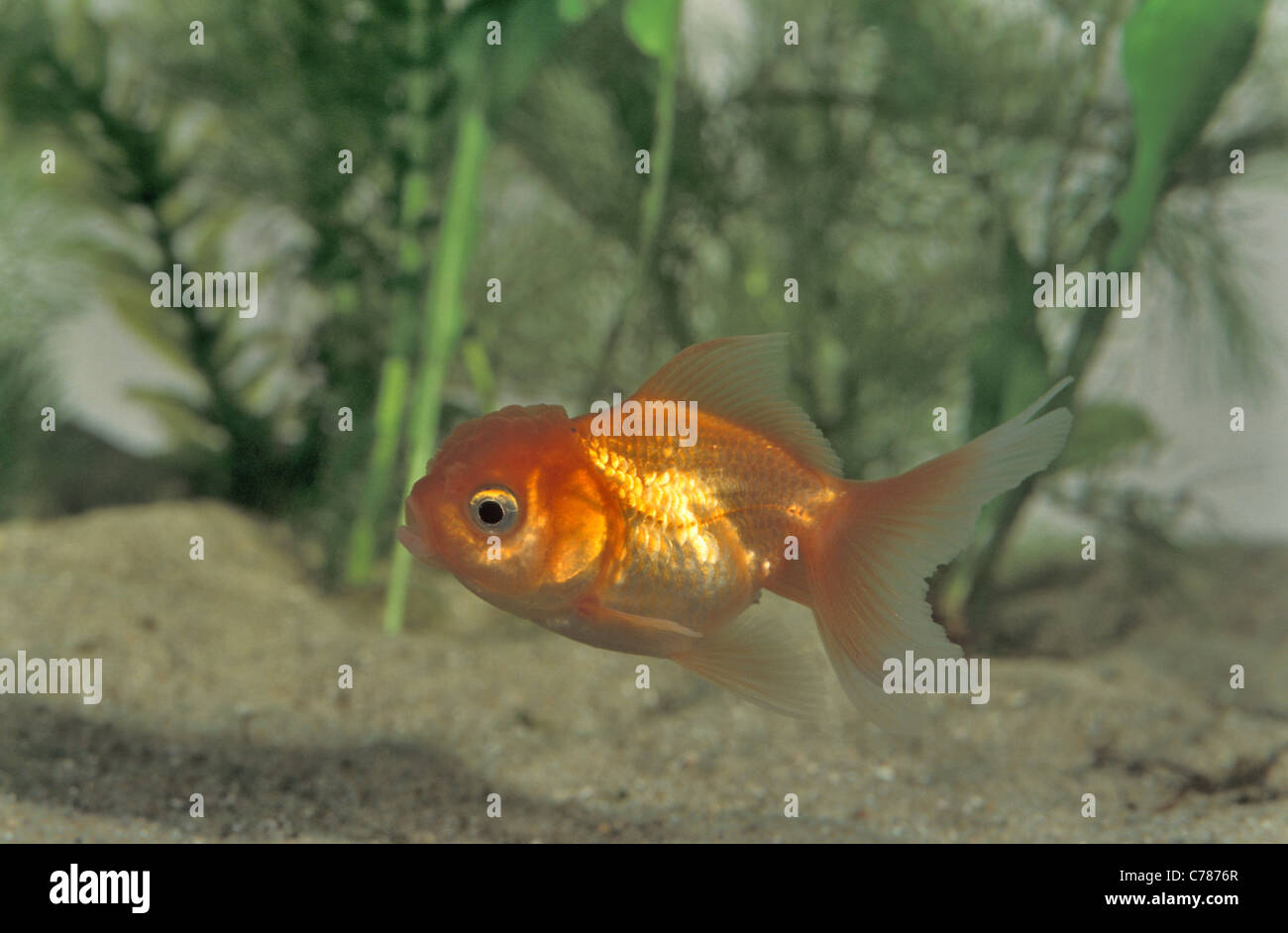 Oranda Goldfish - Lionhead goldfish (Carassius auratus oranda) swimming in an aquarium Stock Photo