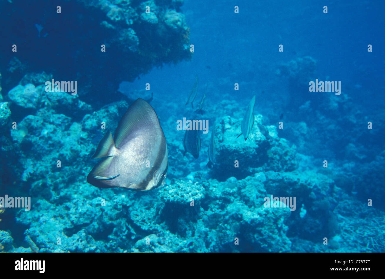 Dusky batfish - Red-faced batfish - Long-finned batfish - Pinnate batfish (Platax pinnatus) swimming on a coral reef Stock Photo