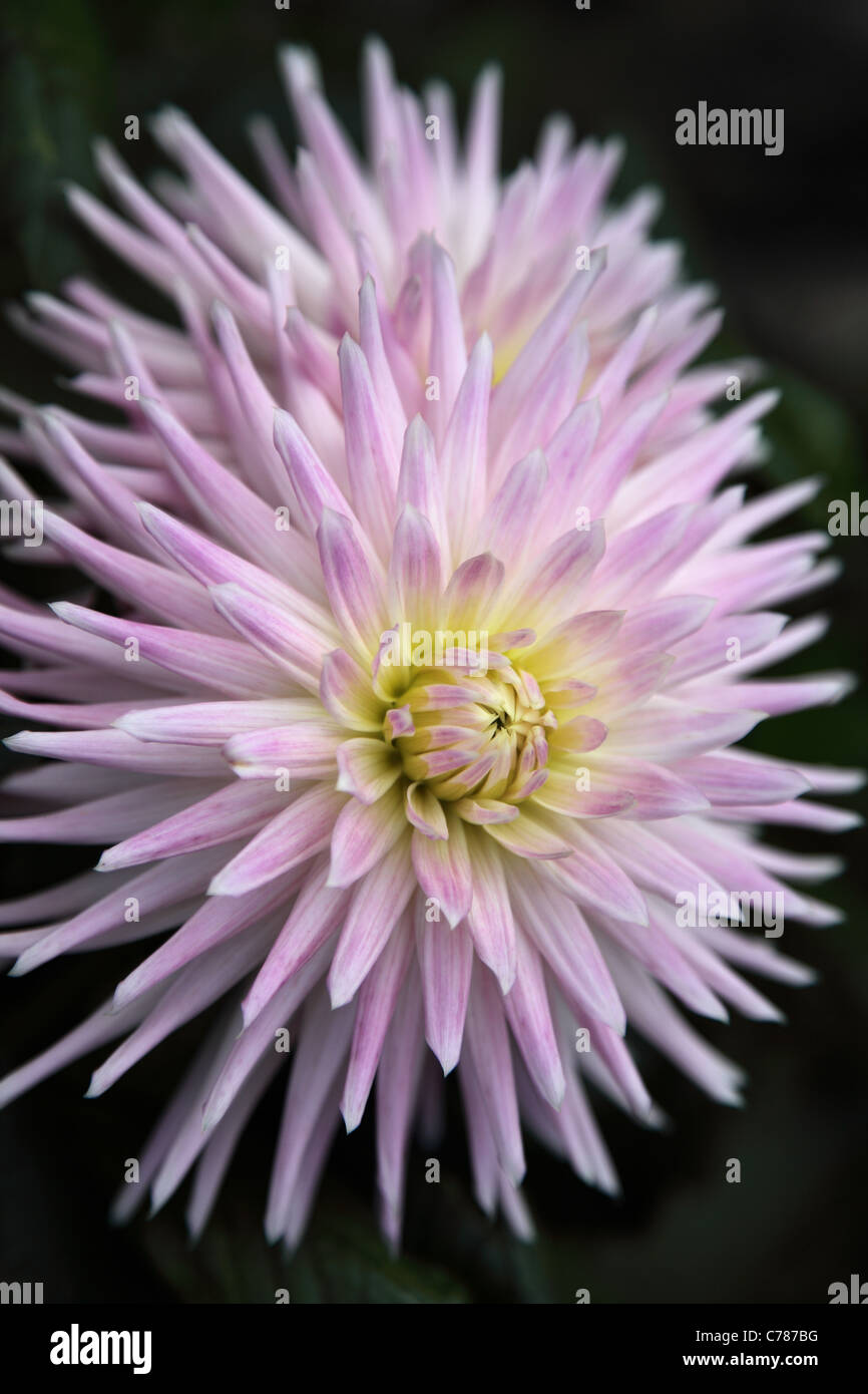 Close up of a pink Cactus dahlia against a dark background. Stock Photo