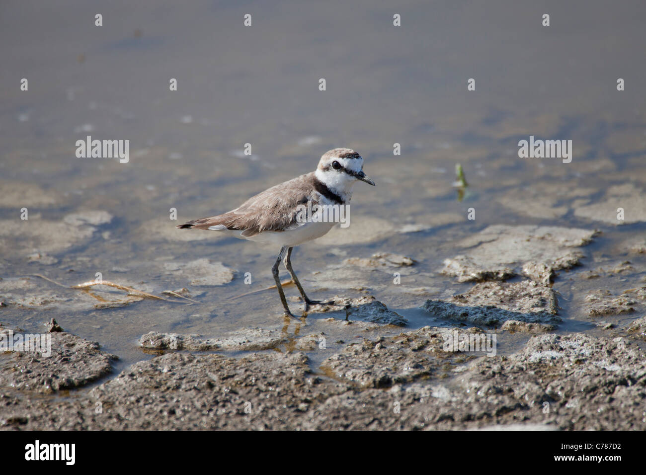 Kentish plover, Charadrius alexandrinus Stock Photo Alamy