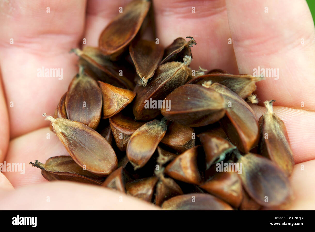 Holding a handful of beechnuts. Stock Photo