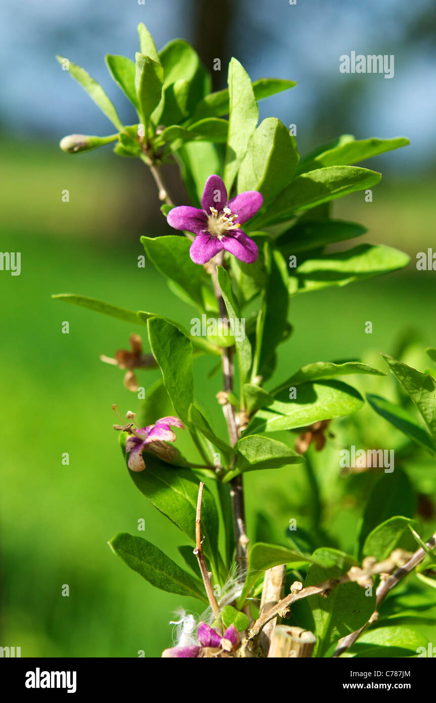 Leaves and flower of a Wolfberry (Lycium barbarum) bush. Stock Photo