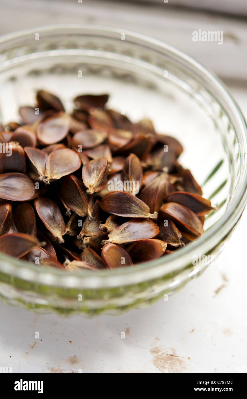 Bowl with beechnuts from a farm garden. Stock Photo