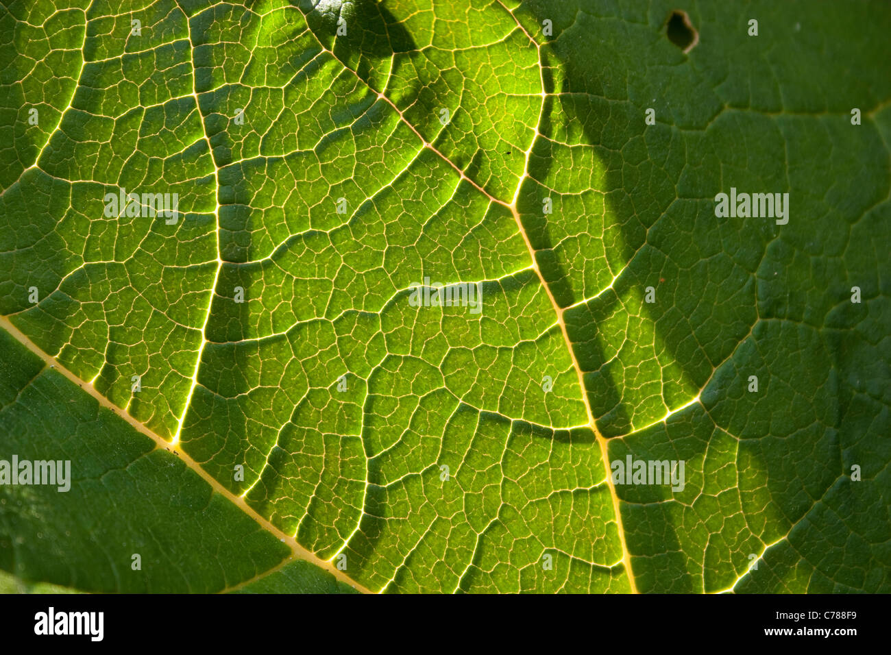 leaf structure close veins detail green bright macro smooth rough shadow strong sunlight day sun sunny Stock Photo