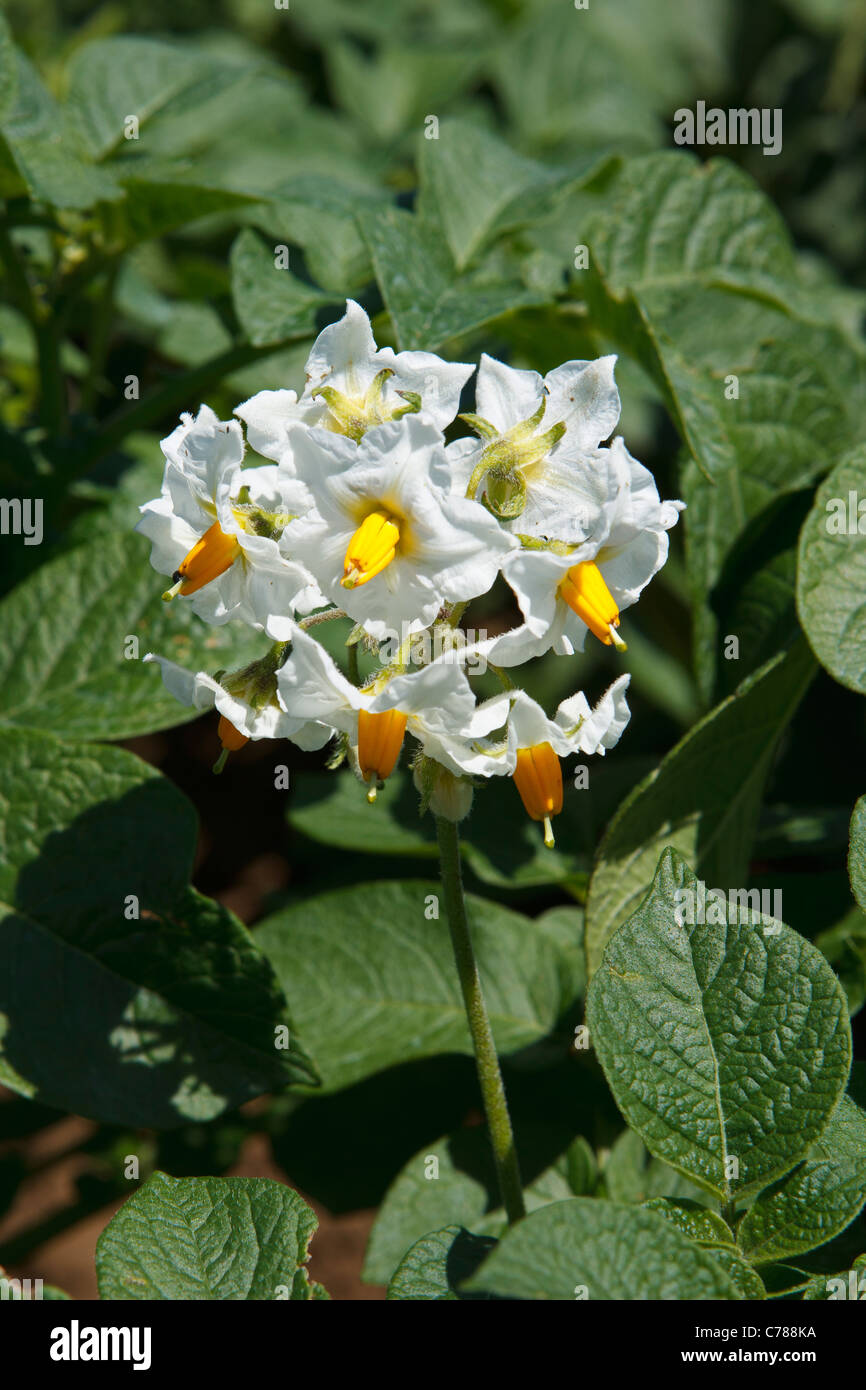 Potato Flowers Solanum Tuberosum Stock Photo - Alamy